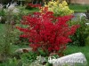 Ožekšnis Sparnuotasis  ,Compactus' (lot. Euonymus alatus)